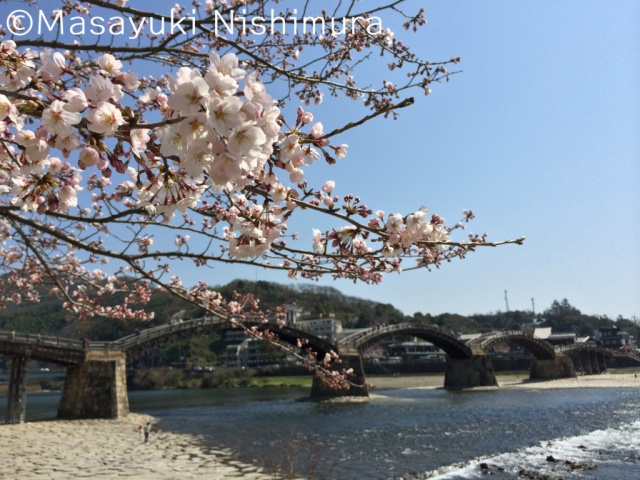 桜と錦帯橋（2015年撮影）