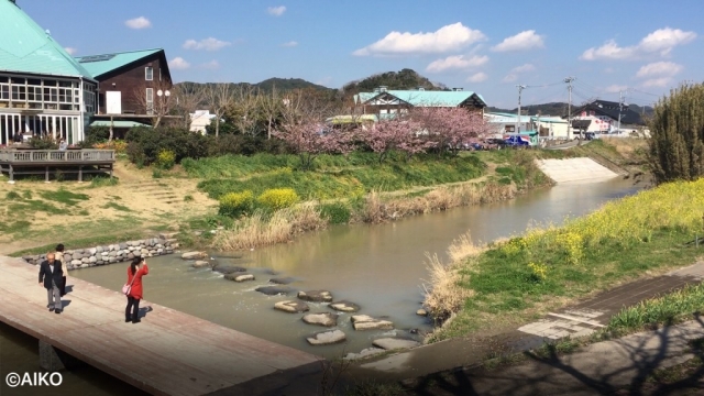 川沿いには桜と菜の花も咲きます