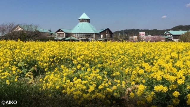 一面の菜の花畑！