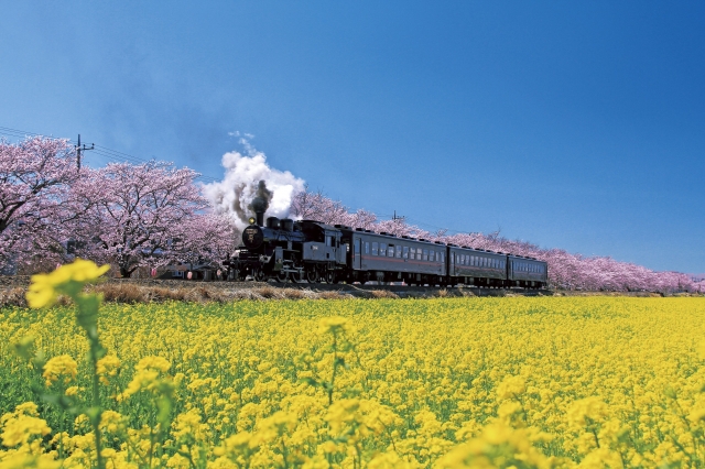 真岡市の「SL・桜・菜の花街道」