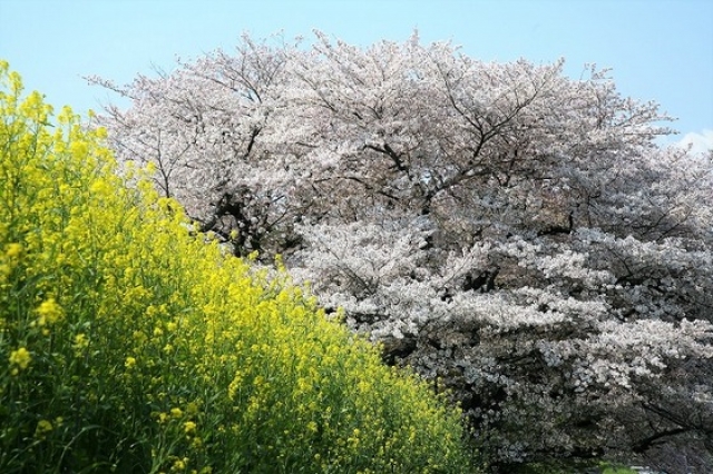 嵐山から少し下流の桂川沿いの桜と菜の花