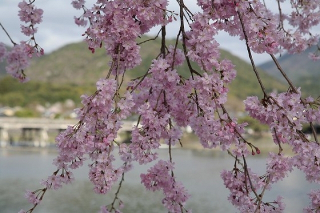 嵐山・中之島公園の桜風景