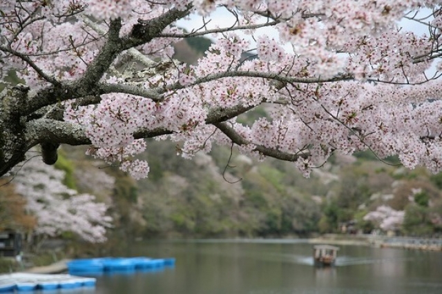 春の嵐山は桜から・・・