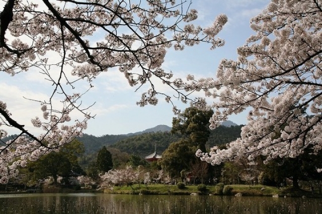 桜の散策路