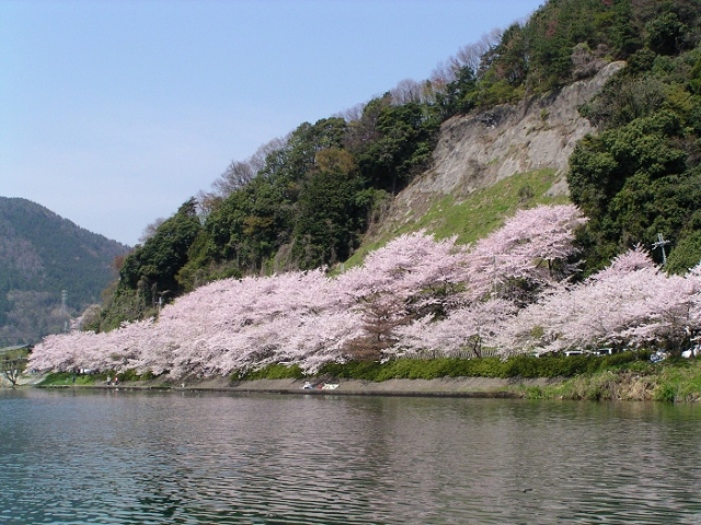 「日本のさくら名所100選」に選ばれている海津大崎の桜