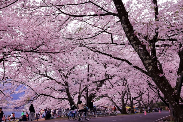 海津大崎の桜のトンネル