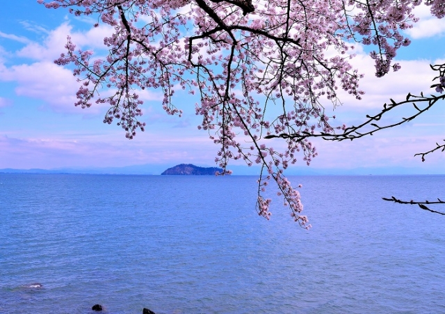 桜の向こうに竹生島を望む