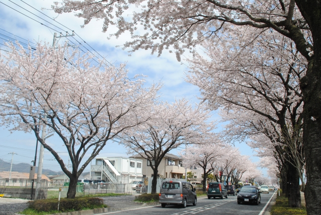 秦野市でおすすめの桜スポット