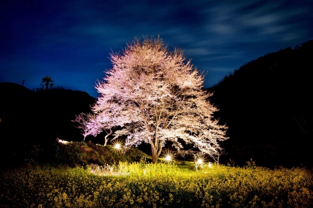 日本三大桜の子孫「淡墨桜」