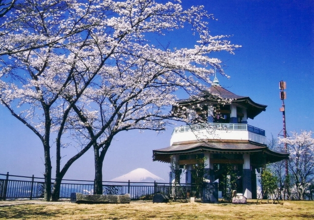 秦野桜まつり会場（弘法山公園）への行き方