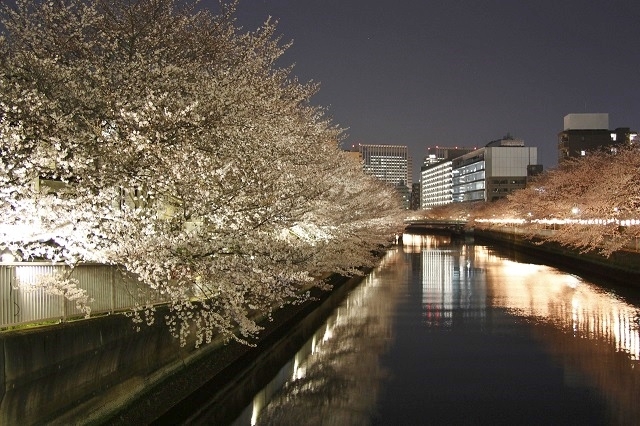 LEDライトを使った桜のライトアップ