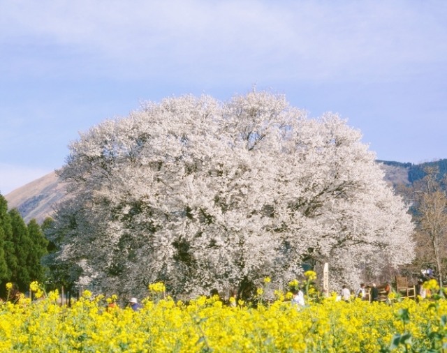 春に訪れたい熊本の絶景3選