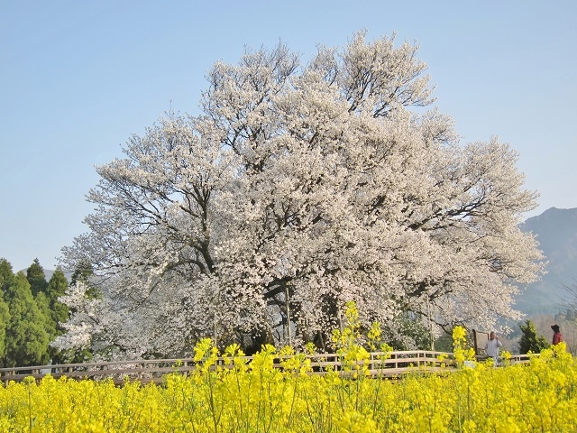 樹齢400余年「一心行（いっしんぎょう）の大桜」