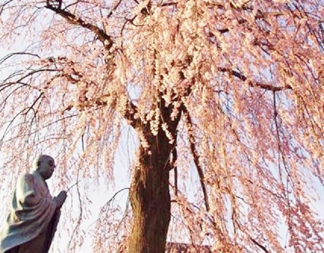 伝法寺（でんぽうじ）の枝垂れ桜