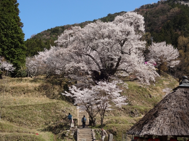 奈良・佛隆寺(仏隆寺)の千年桜
