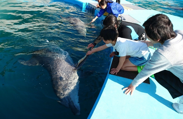 関西初！クジラのトレーナー体験ができる