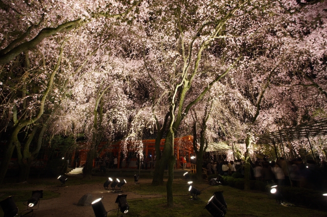 平安神宮のおすすめ桜スポット