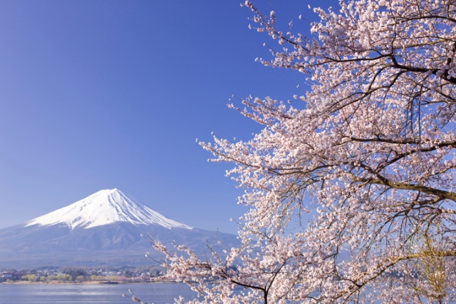 桜と富士山の共演