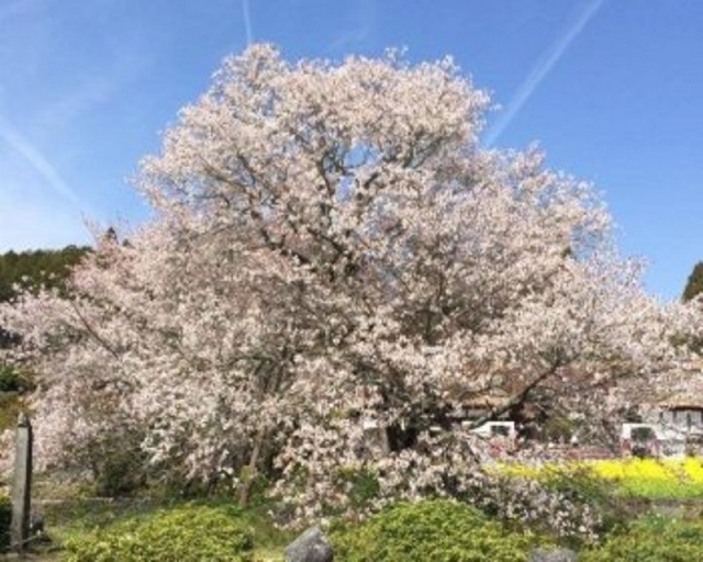 お花見スポット（2）狩宿の下馬桜