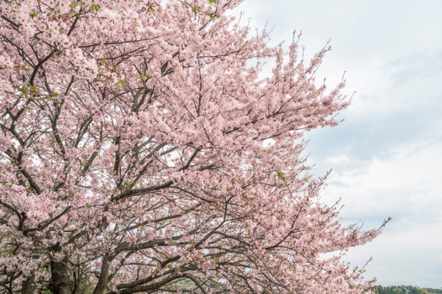 「小諸城址 懐古園 桜まつり2018」の見どころ