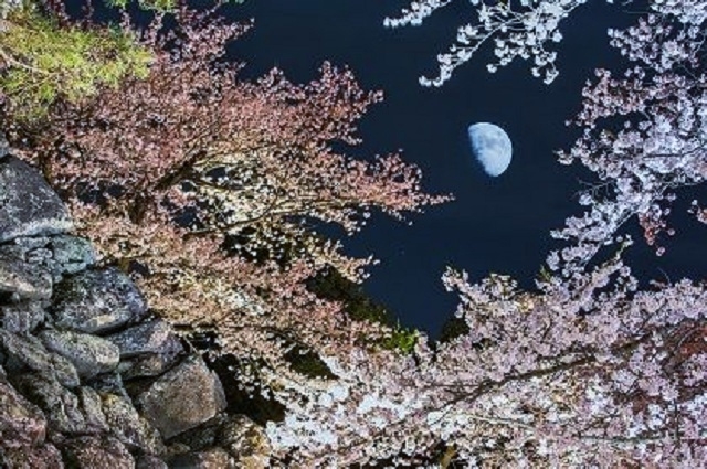 ライトアップされた桜と月