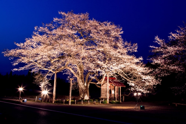 雫石町の桜の2大名所　弘法桜と雫石川園地