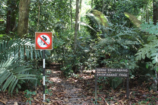 熱帯雨林の樹木が生い茂るマレーシア森林研究所