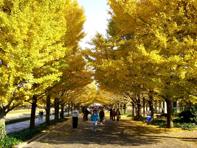 秋には、黄色く色づいた銀杏並木も絶景