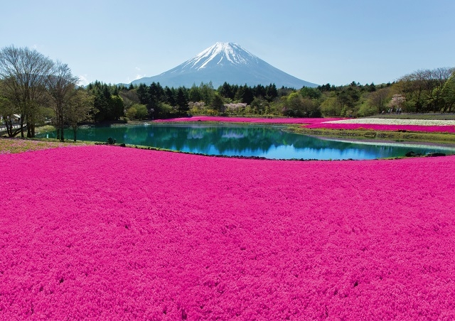 「富士芝桜まつり」の見どころ