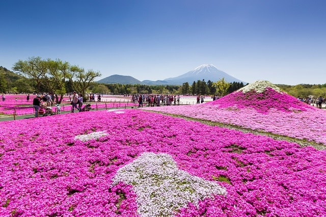 赤、白、ピンクの芝桜で造られた「紅白富士」