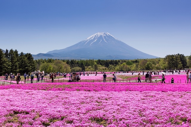 約80万株の芝桜と残雪姿の富士山