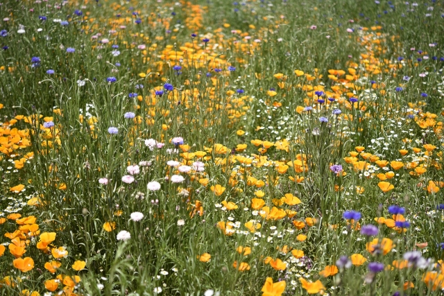 2018年の大型連休に見頃を迎える花々は！？