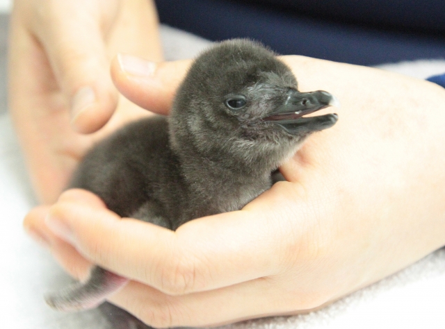 すくすくと成長するマゼランペンギンの赤ちゃん