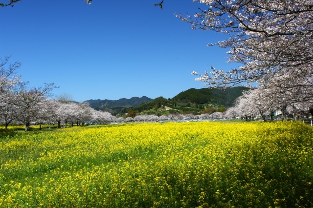 いつまでも残したい日本の風景「春の綾馬事公苑」