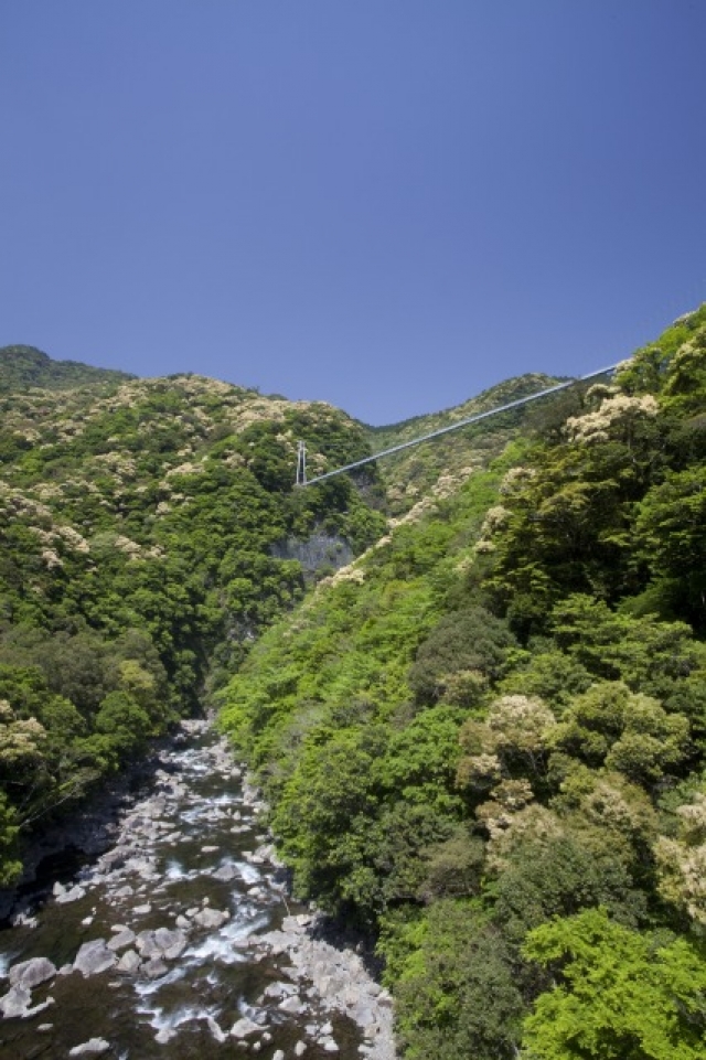 高さ142mの照葉大吊橋