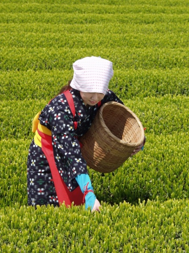 100メートルを超える「茶」の文字と伝統的な茶摘衣装