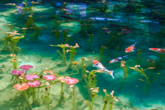 印象派画家モネの「睡蓮」に似ていると話題の通称「モネの池」