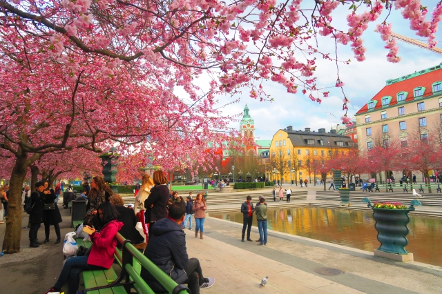 日本から贈られた桜が咲き誇るストックホルムの王立公園