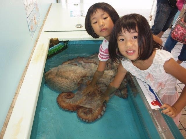 ミズダコの吸盤にも直接さわれます