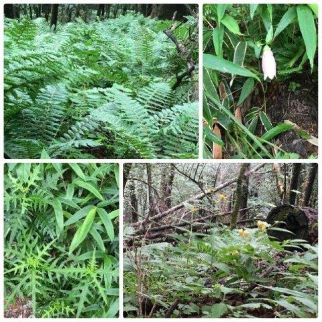 何気ない植物にもつい目がいってしまいます