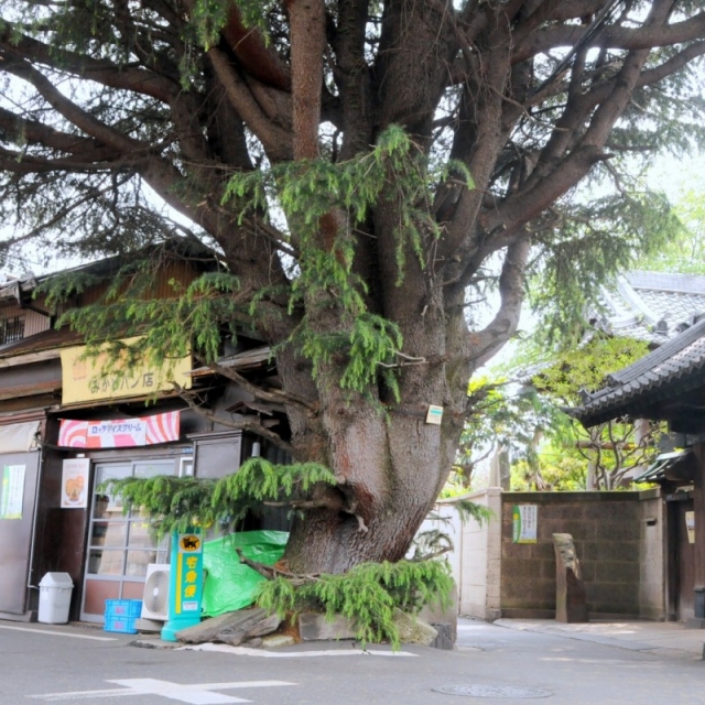 谷中で愛され続ける「ヒマラヤスギ」植木鉢から高さ20メートルの巨木に