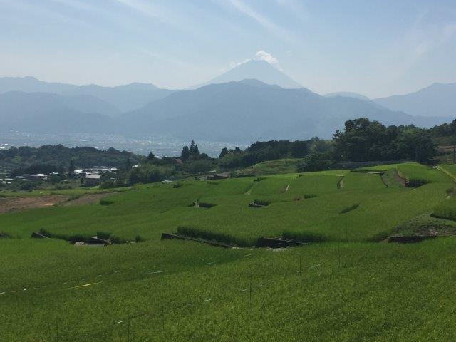 棚田と山々のコラボレーション！「中野の棚田」