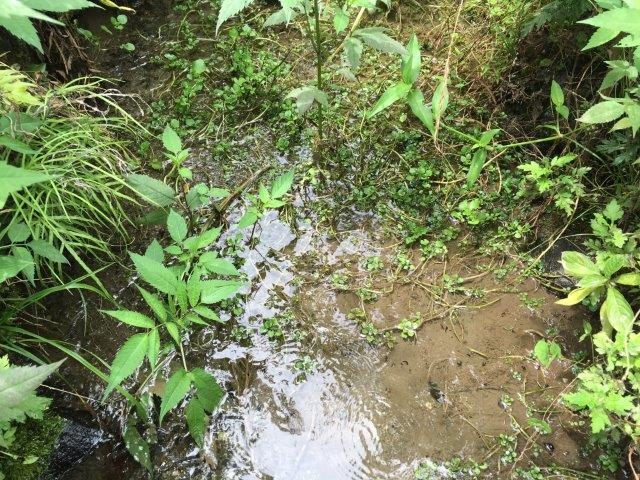 どんな生物がいるか、思わず探したくなります