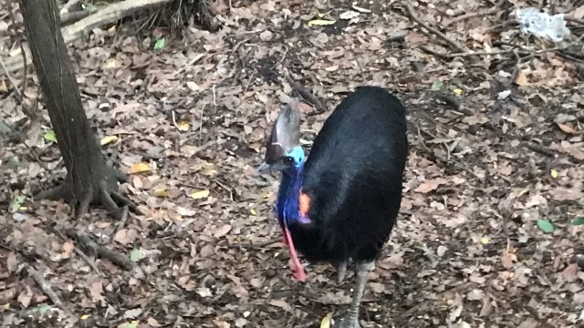 恐竜の進化型の鳥として知られる火食い鳥