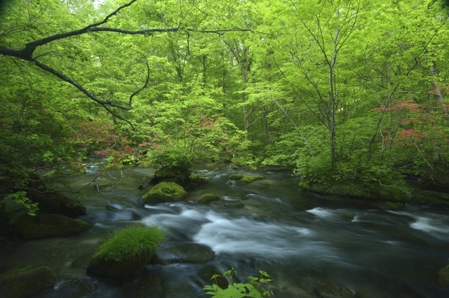 春は新緑、秋は紅葉が楽しめる奥入瀬渓流