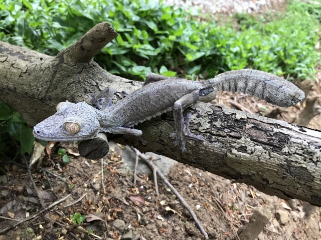 本物の樹皮のように見える「ヘラオヤモリの仲間」