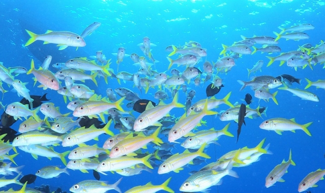 魚影も美しいロタ島のコーラルガーデン