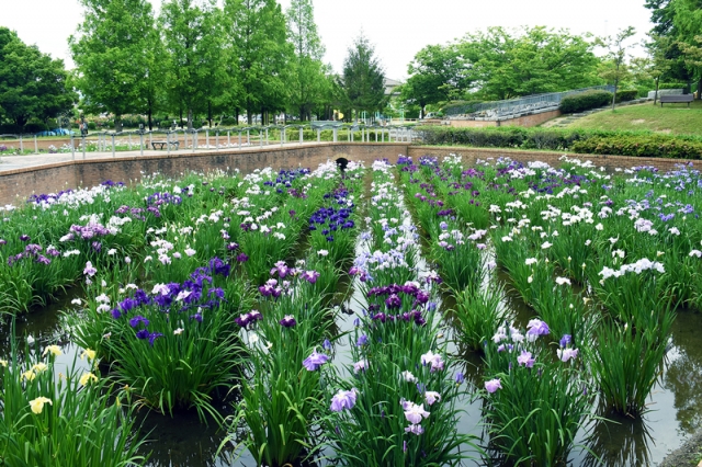 庄堺公園「はなしょうぶ園」とは！？