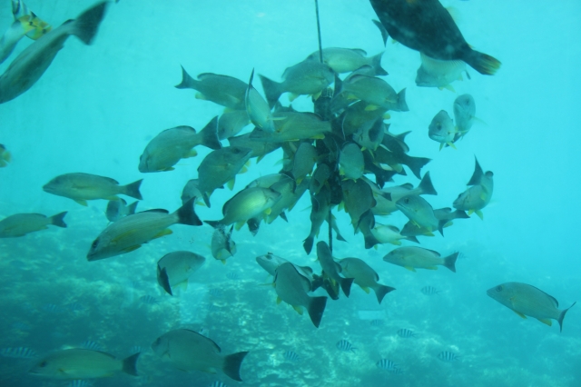 目の前を通り過ぎる元気な魚たち