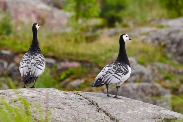 羽を休めるカオジロガンの群れ ©iStock